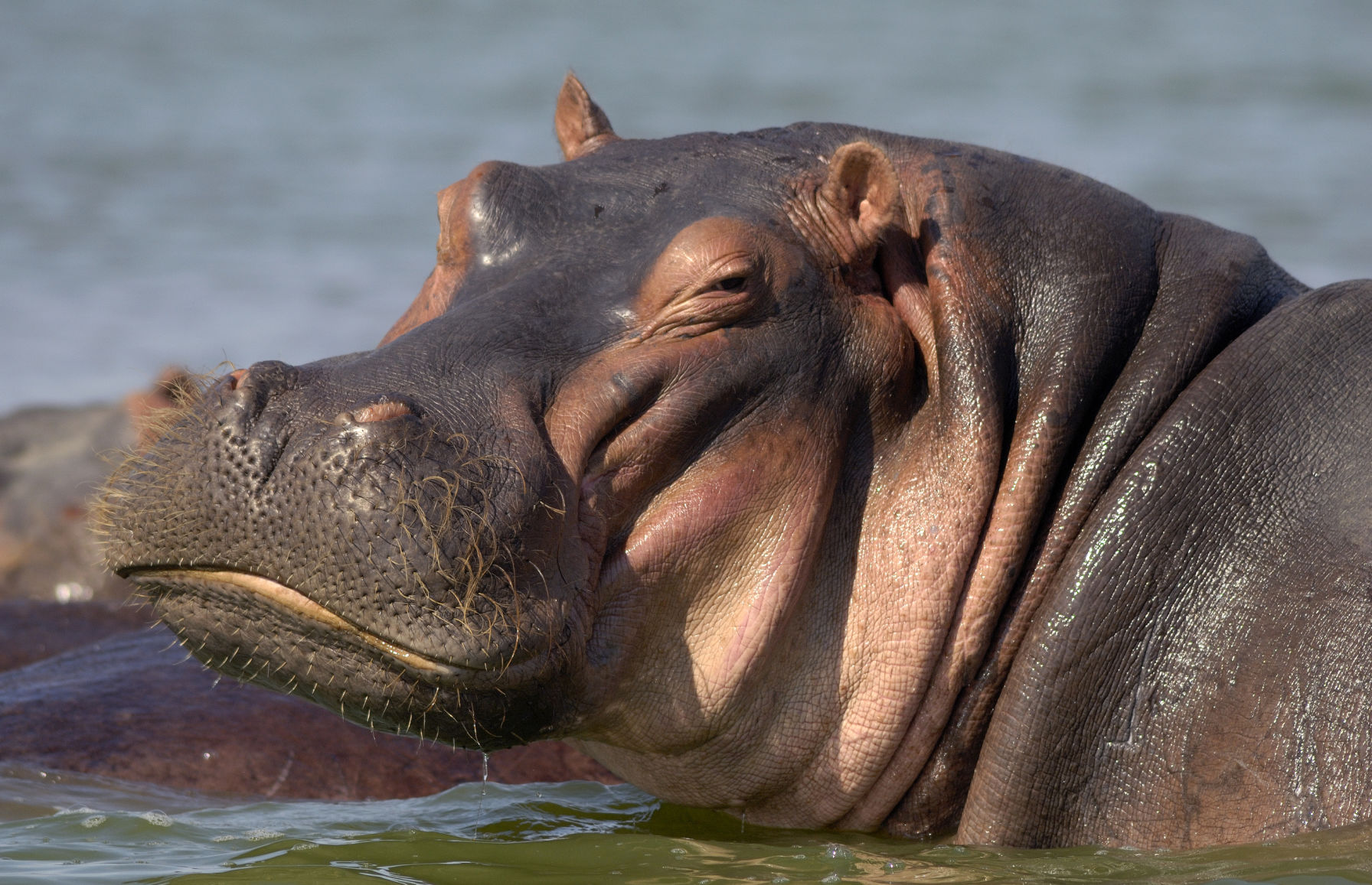 Hippopotamus Fact #13